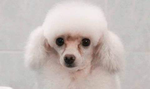 貴賓犬有哪些品種