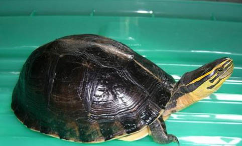 寵物龜越冬死亡的原因
