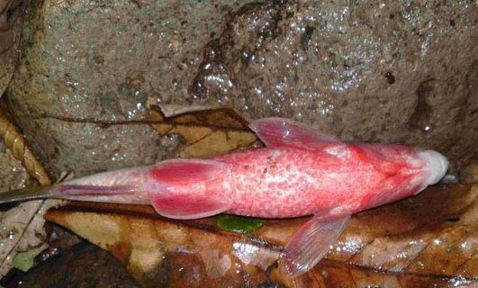 養一條銀龍魚的好處
