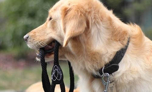 窩不咳犬用藥在哪里買