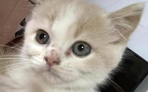 小貓咪一般喜歡吃什么