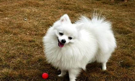 怎樣辨別純種博美犬
