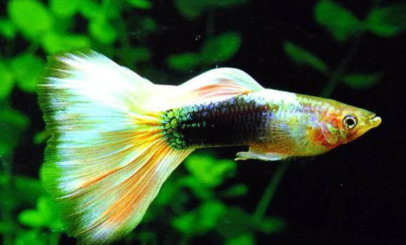 養(yǎng)觀賞魚的方法和技巧