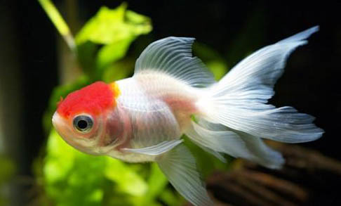 多大的孔雀魚可以繁殖