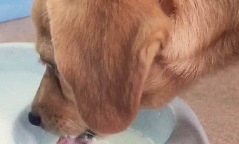 怎么讓狗狗喜歡玩具