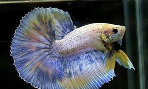 日常飼養(yǎng)熱帶魚的誤區(qū)