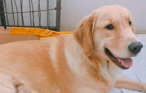狗狗綁耳朵一次綁多久