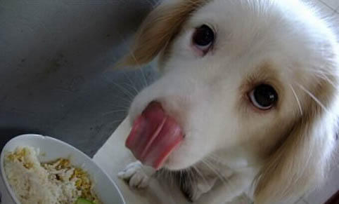 狗狗上火多久會好?