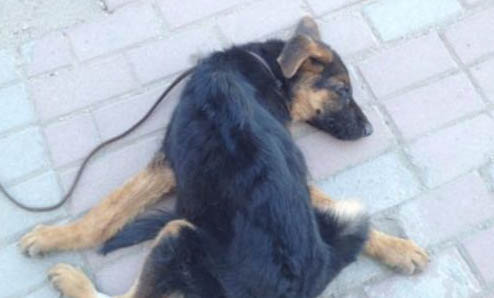 中亞牧羊犬生殖發(fā)炎