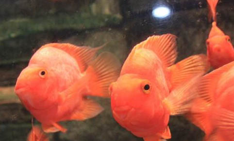 熱帶魚缸怎么養水