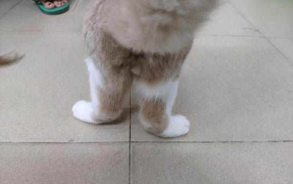 怎么看小貓是不是故意尿床?