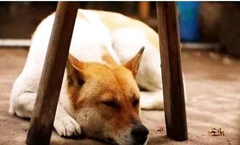 中華田園犬為什么在中國被禁養
