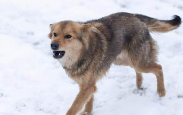 狗狗能吃棗子不?