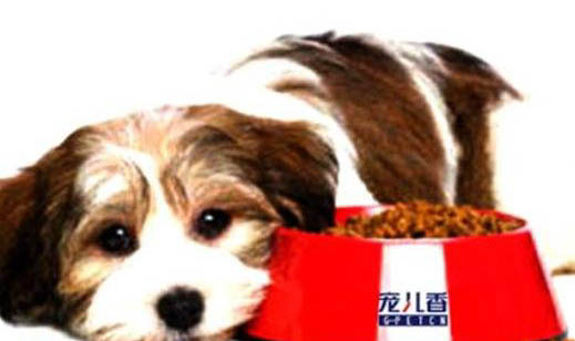 狗狗一天沒吃東西吐了怎么辦