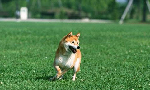 怎么狗狗才能不亂拉屎