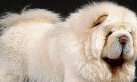 為什么有的狗很像狼犬呢