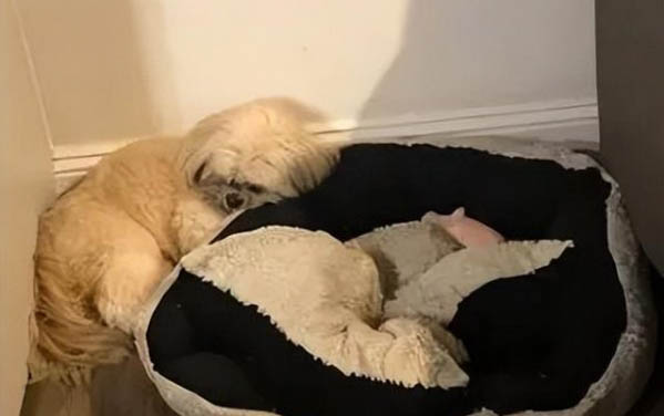 狗狗發燒會自愈么？