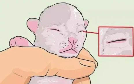 小貓尿失禁可以自愈嗎