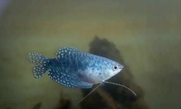 龍魚能和虎魚混養嗎