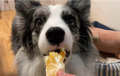 狗狗胰腺炎有什么癥狀