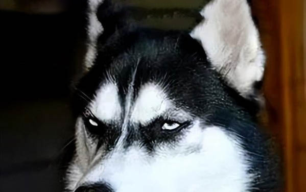 犬窩咳怎么治療