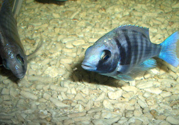 觀賞魚拒食的原因及處理方法