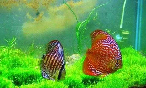 七彩神仙魚的混養原則