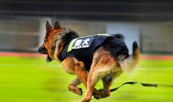 警犬有哪些品種?