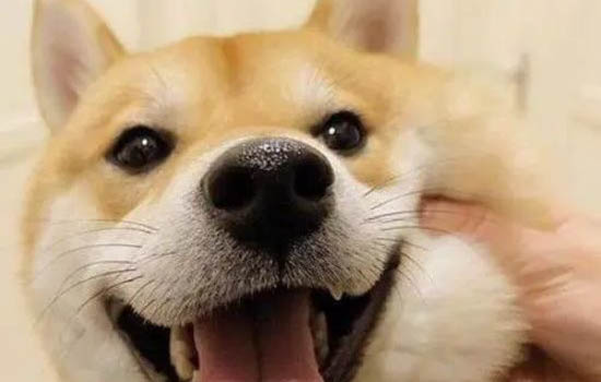 柴犬會(huì)咬人嗎?