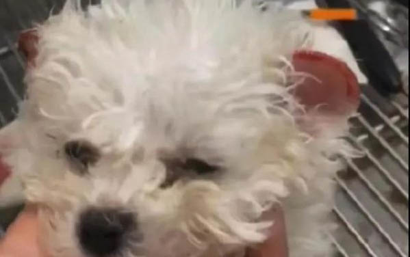 狗狗拉稀是什么原因及處理方法
