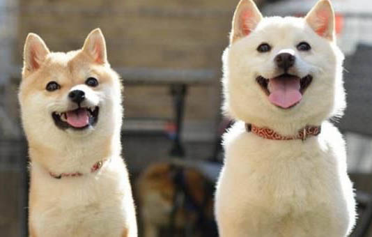 狗狗角膜炎初期癥狀