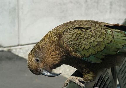 玄鳳鸚鵡冬天怕冷么?