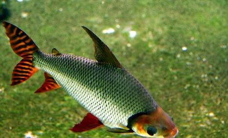 斑馬魚能和什么魚一起養(yǎng)