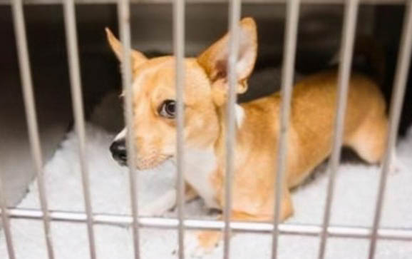 狗狗能不能吃椰子