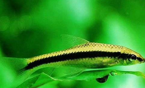 孔雀魚怎么判斷懷孕