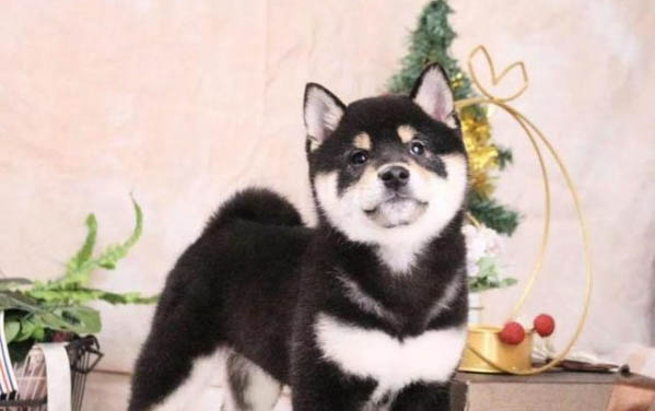 狗狗都有哪些特點?