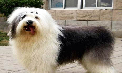 古牧犬智商排第幾?