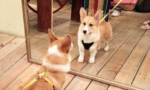 狗狗眼睛一直流眼淚是怎么回事