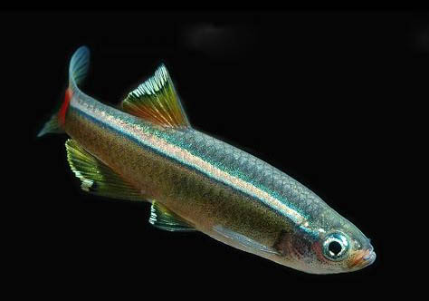 鵝頭紅金魚好養嗎