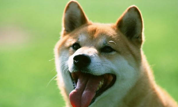柴犬便秘是什么原因導致的