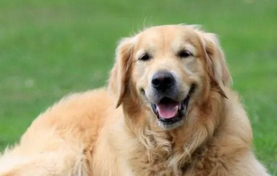 哪里有賣金毛犬