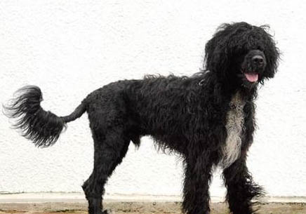 葡萄牙水犬不愛吃東西的原因都是什么