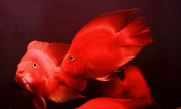 鸚鵡魚換水后死了怎么辦?