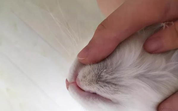 小貓腹瀉拉稀怎么辦