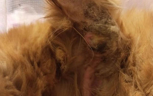 貓厭食可能是什么原因?