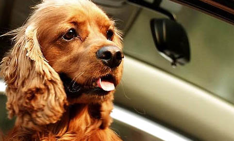 測犬瘟細小試紙怎么用