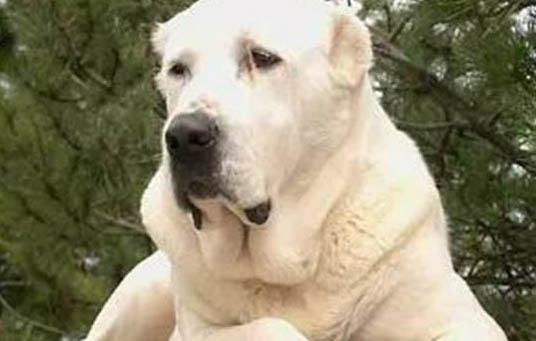 狗狗為什么會突然腦炎
