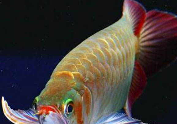 星點龍魚能混養嗎