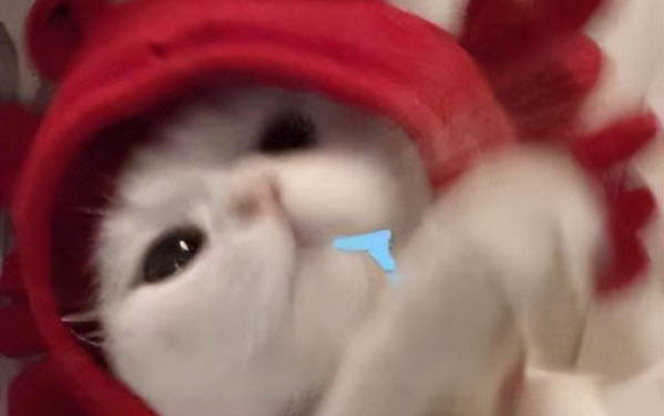 小貓咪便血怎么回事