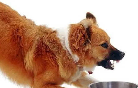 犬瘟多少天算挺過去了